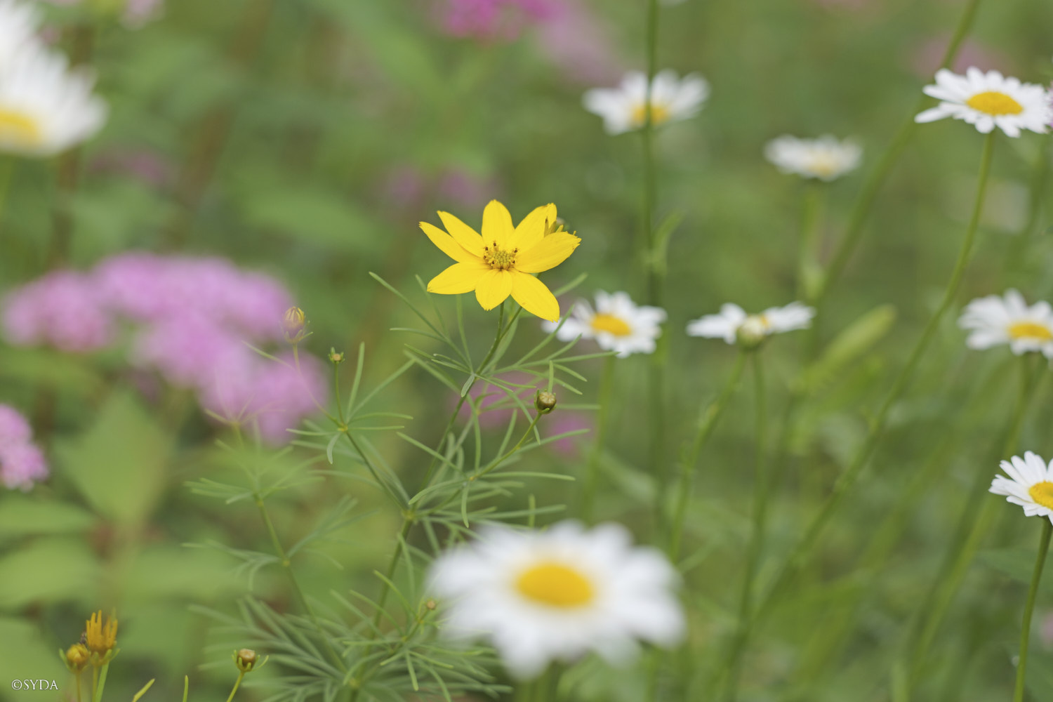 Nature Image