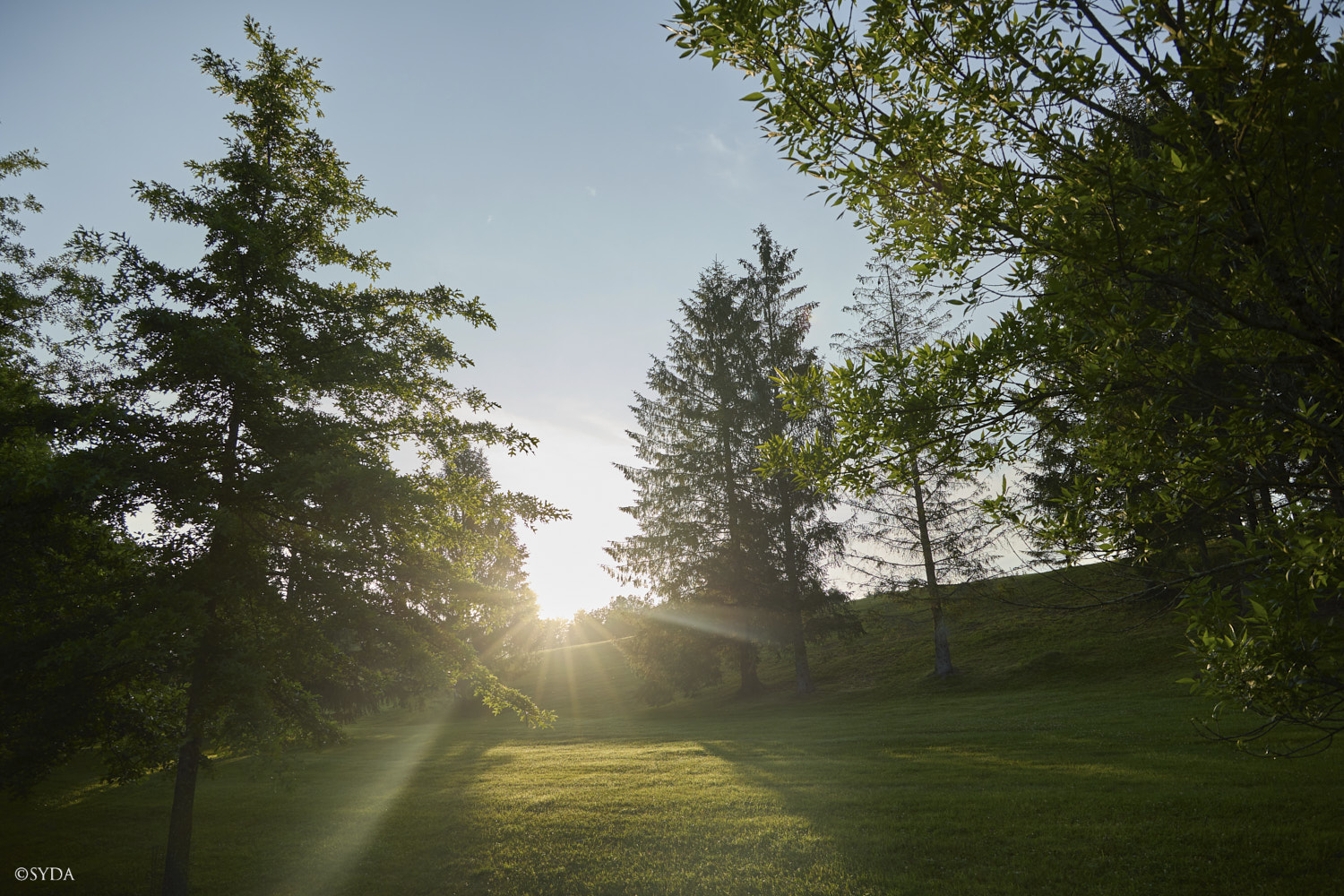 Nature Image