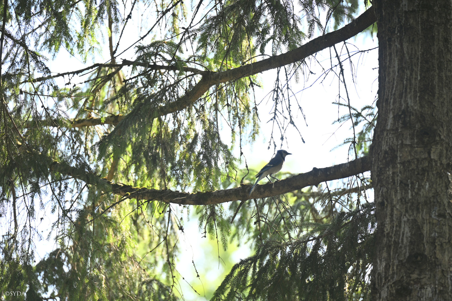 Nature Image