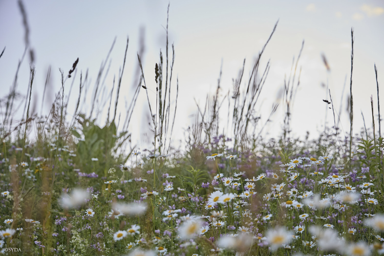 Nature Image