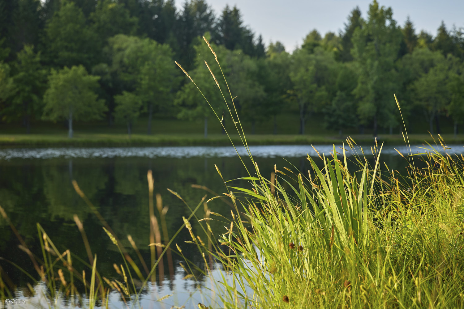 Nature Image