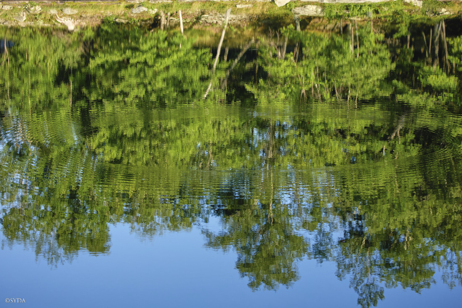 Nature Image