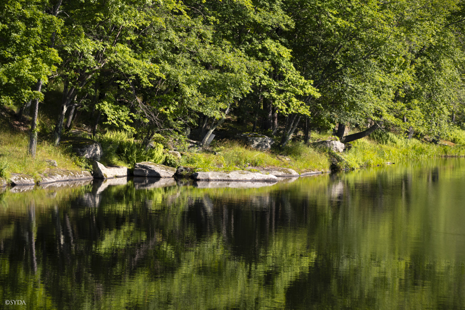 Nature Image
