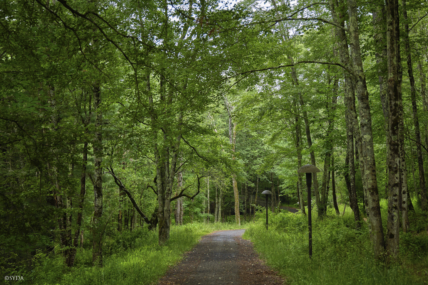 Nature Image