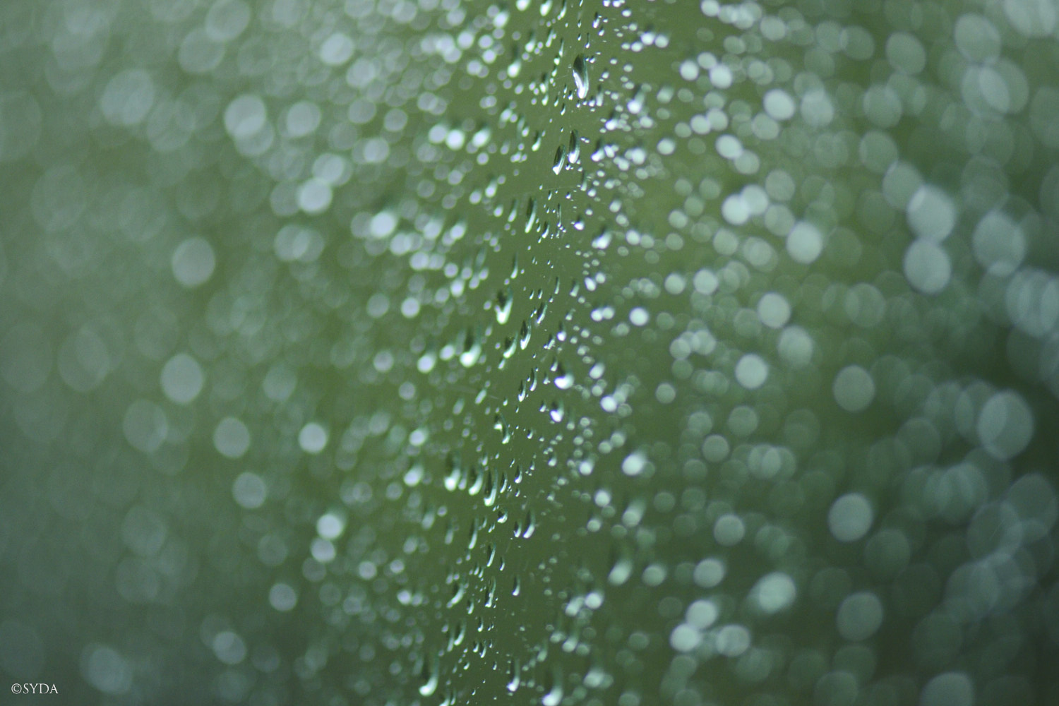 Nature Image