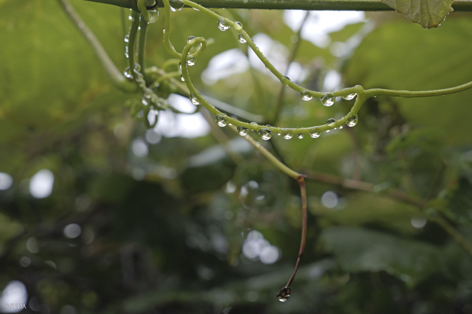Nature Image