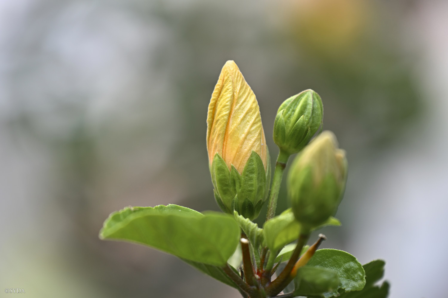 Nature Image