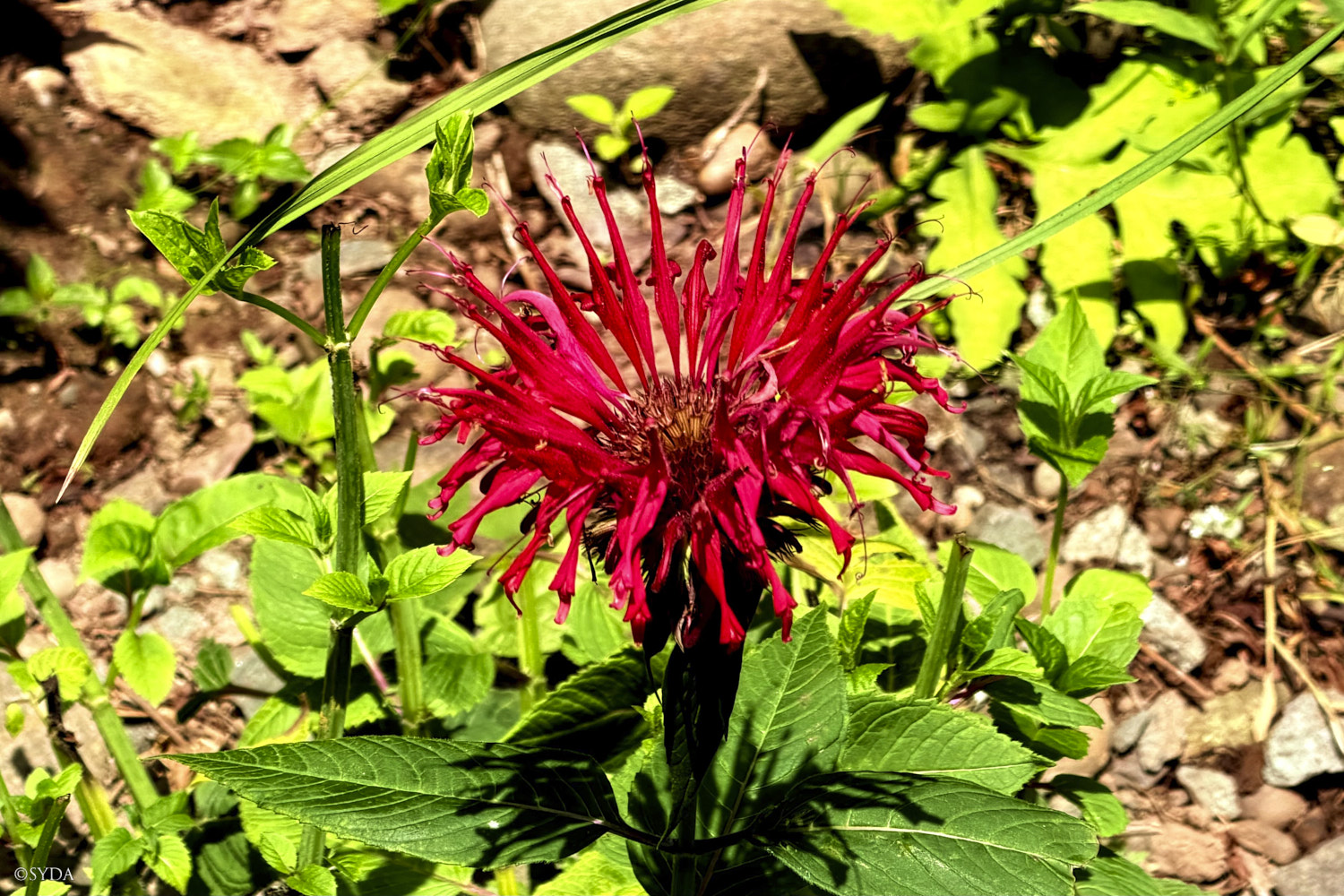 Nature Image