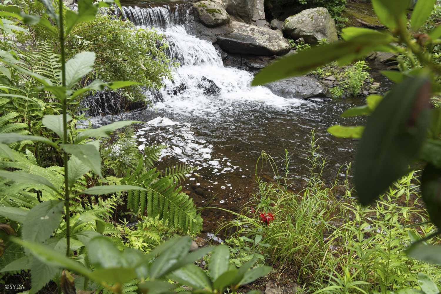 Nature Image
