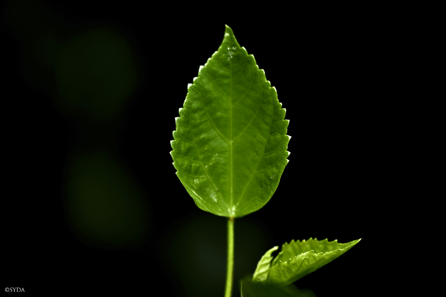 Nature Image