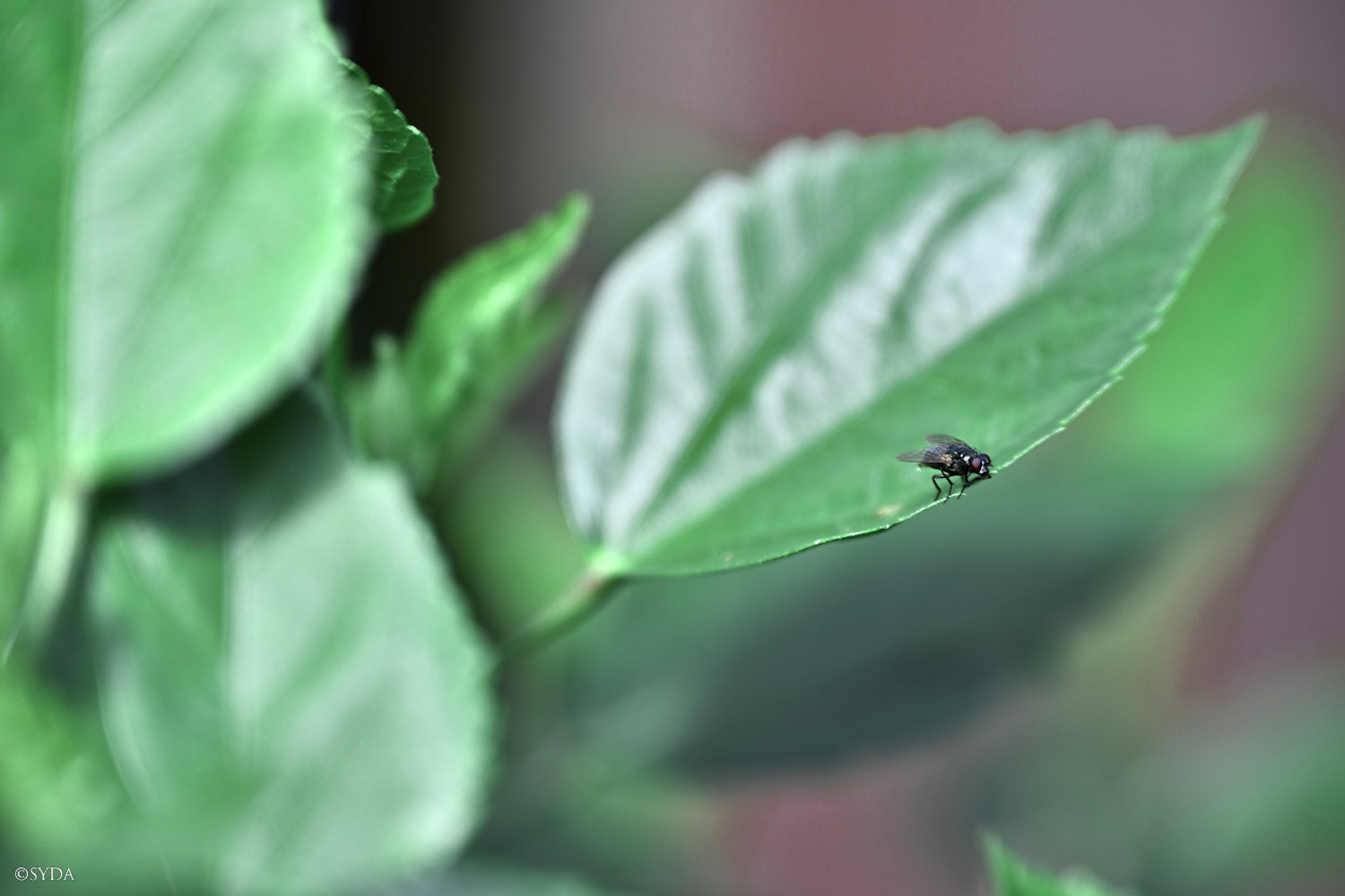 Nature Image