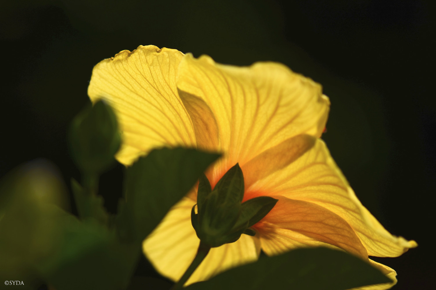 Nature Image
