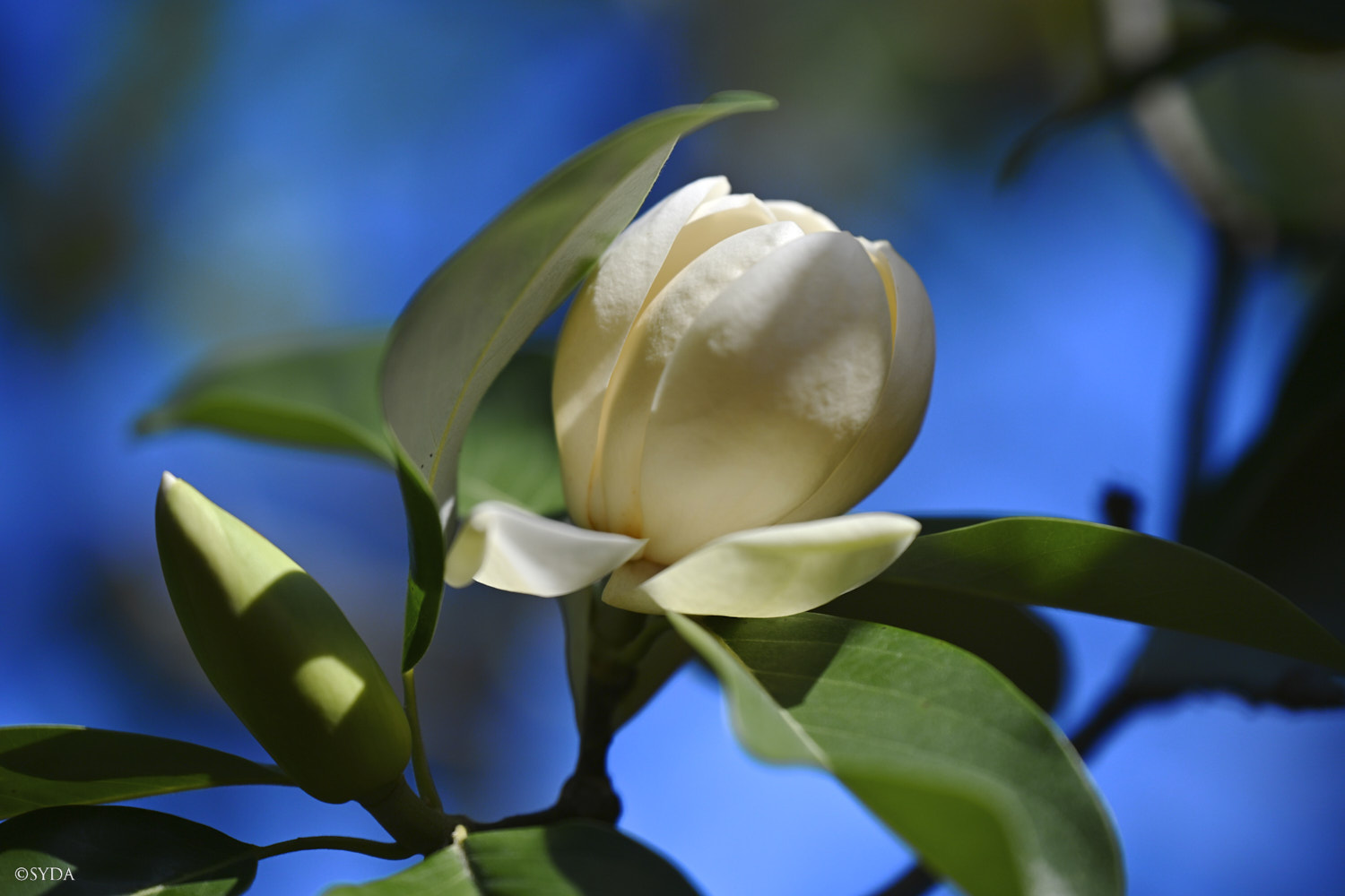 Nature Image