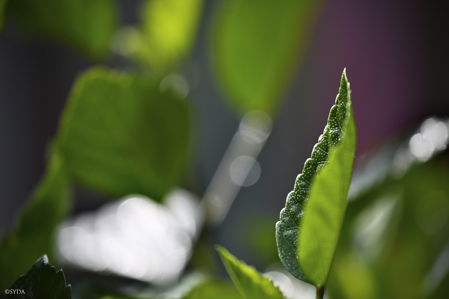 Nature Image