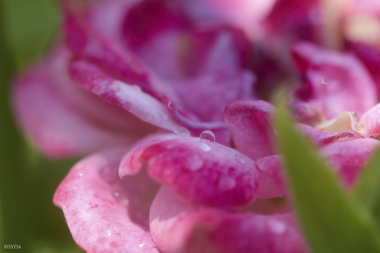 Nature Image
