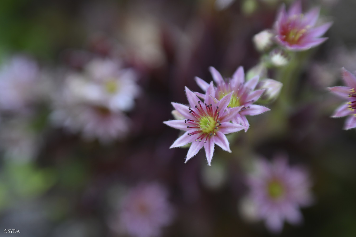 Nature Image