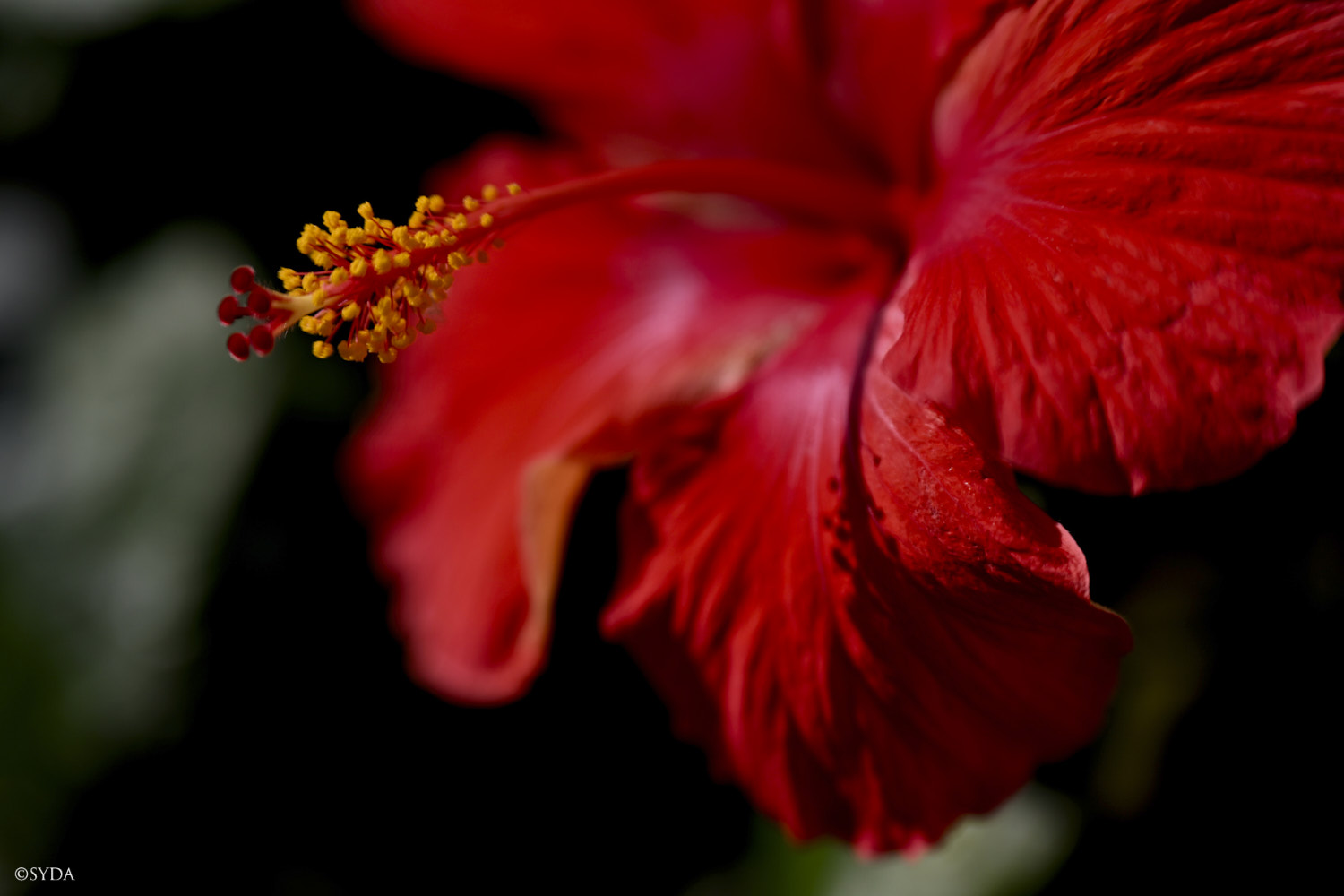 Nature Image