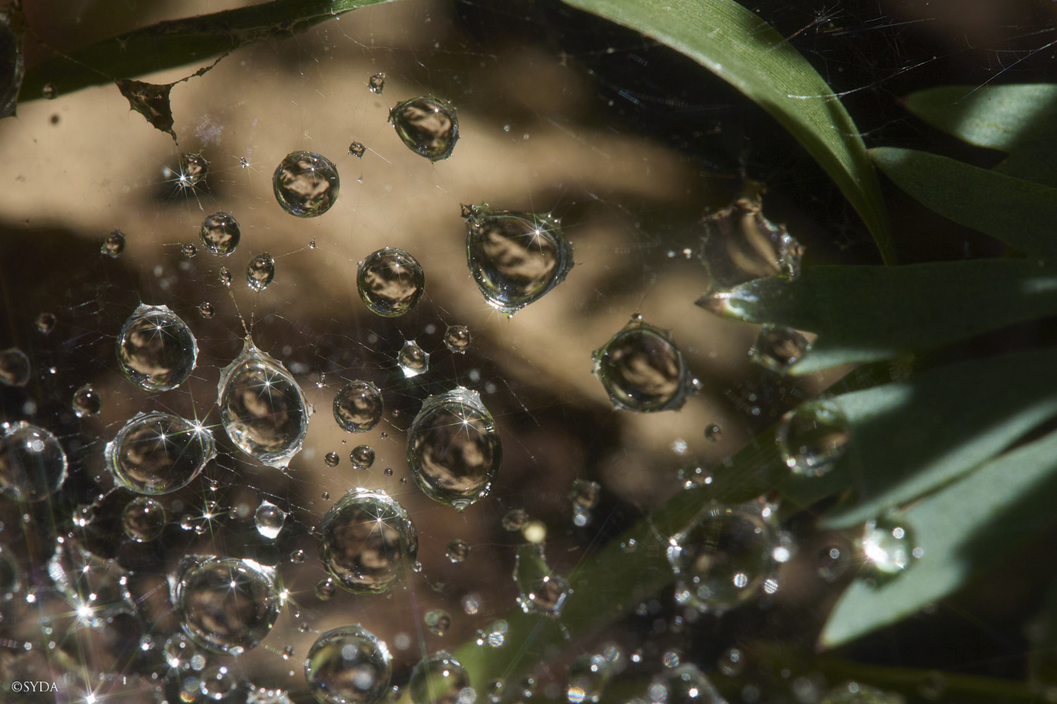 Nature Image