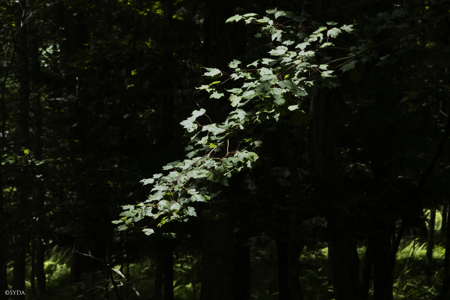 Nature Image