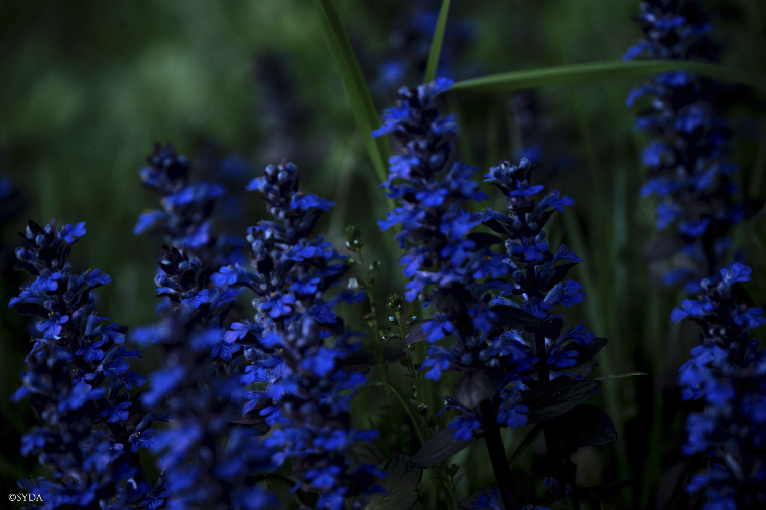 Nature Image