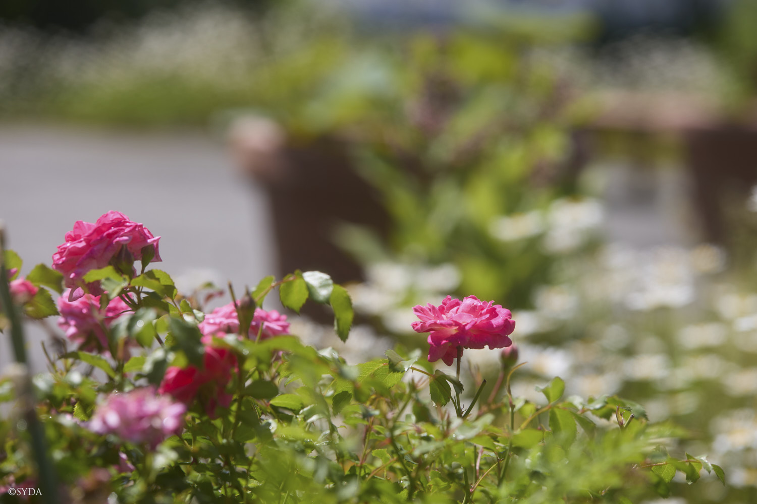 Nature Image