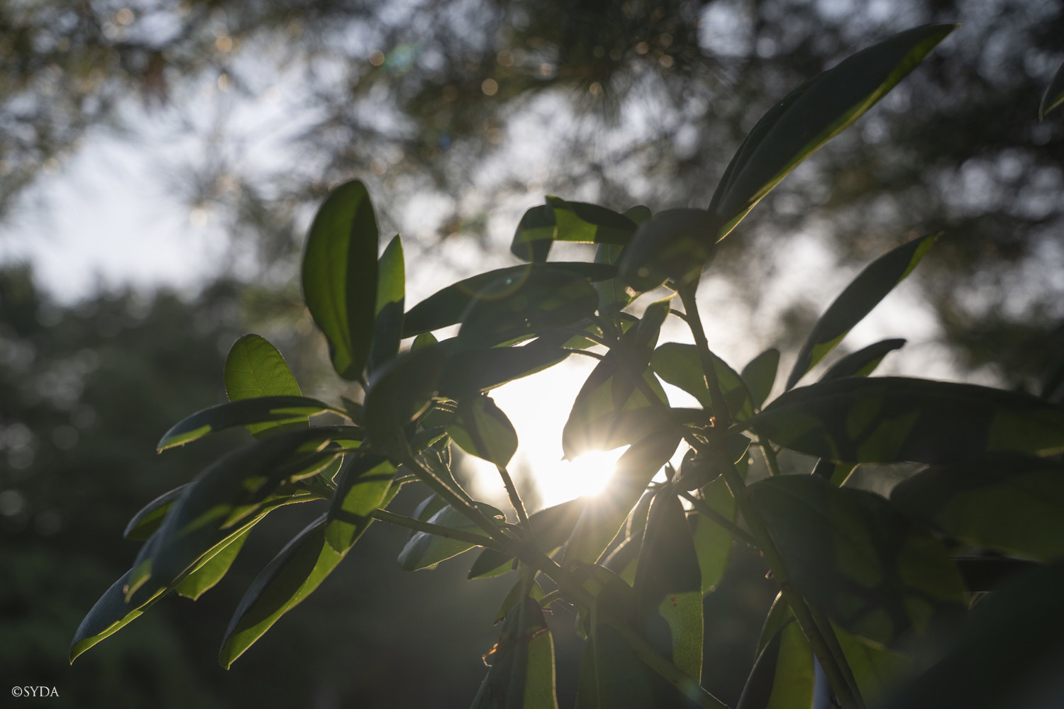 Nature Image