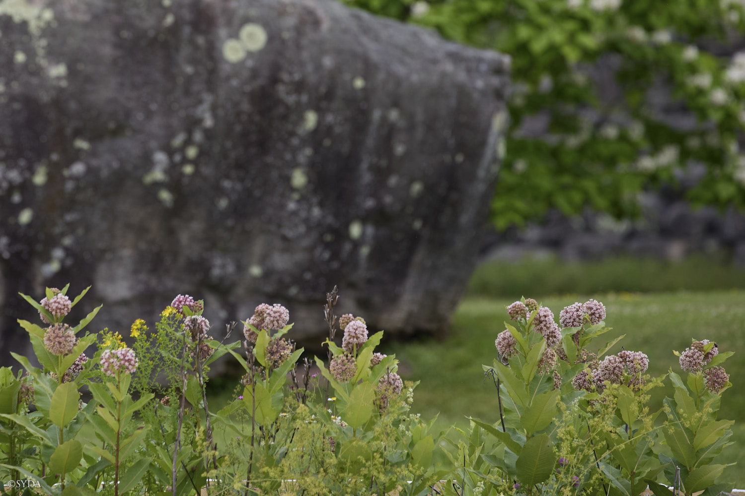 Nature Image