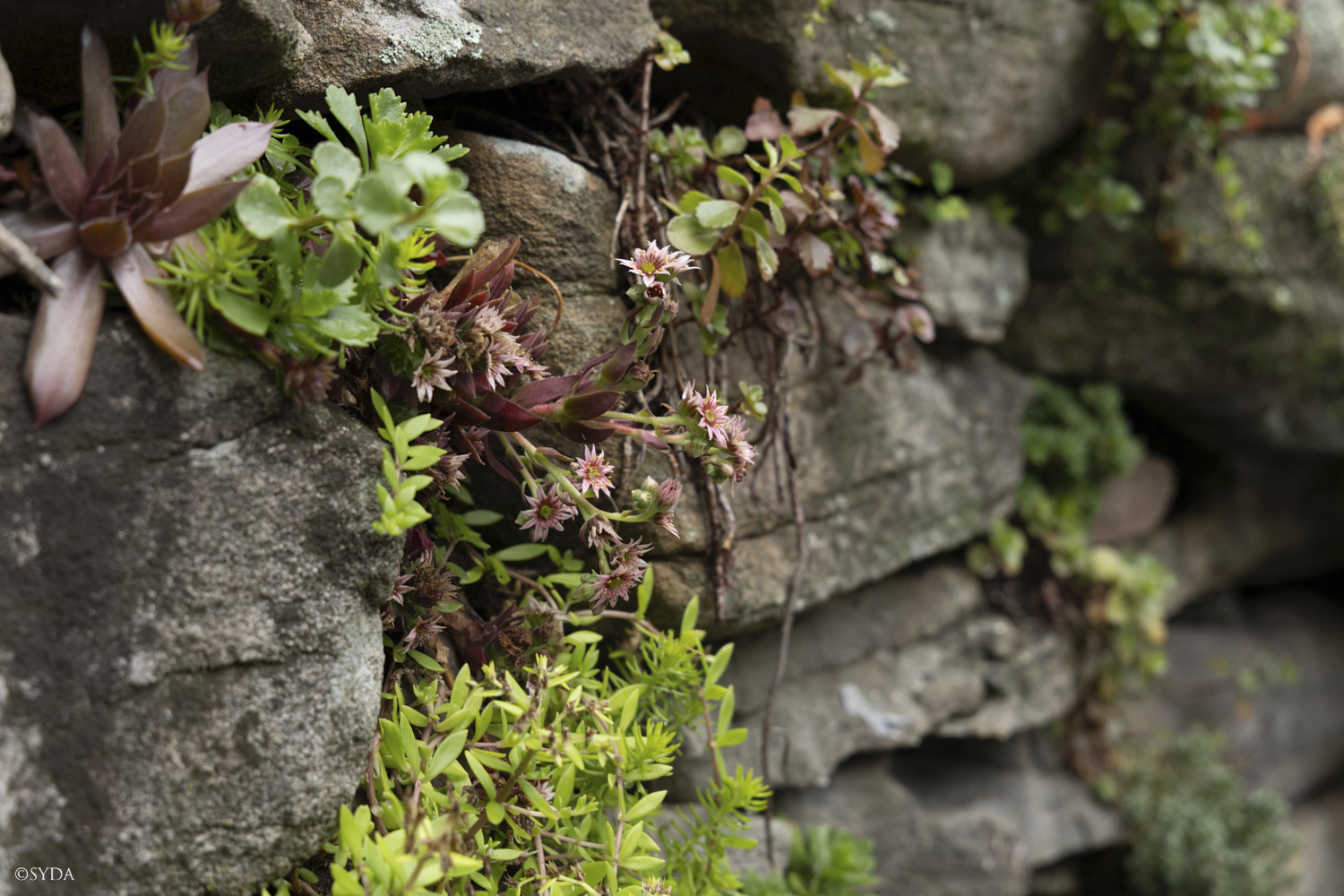 Nature Image