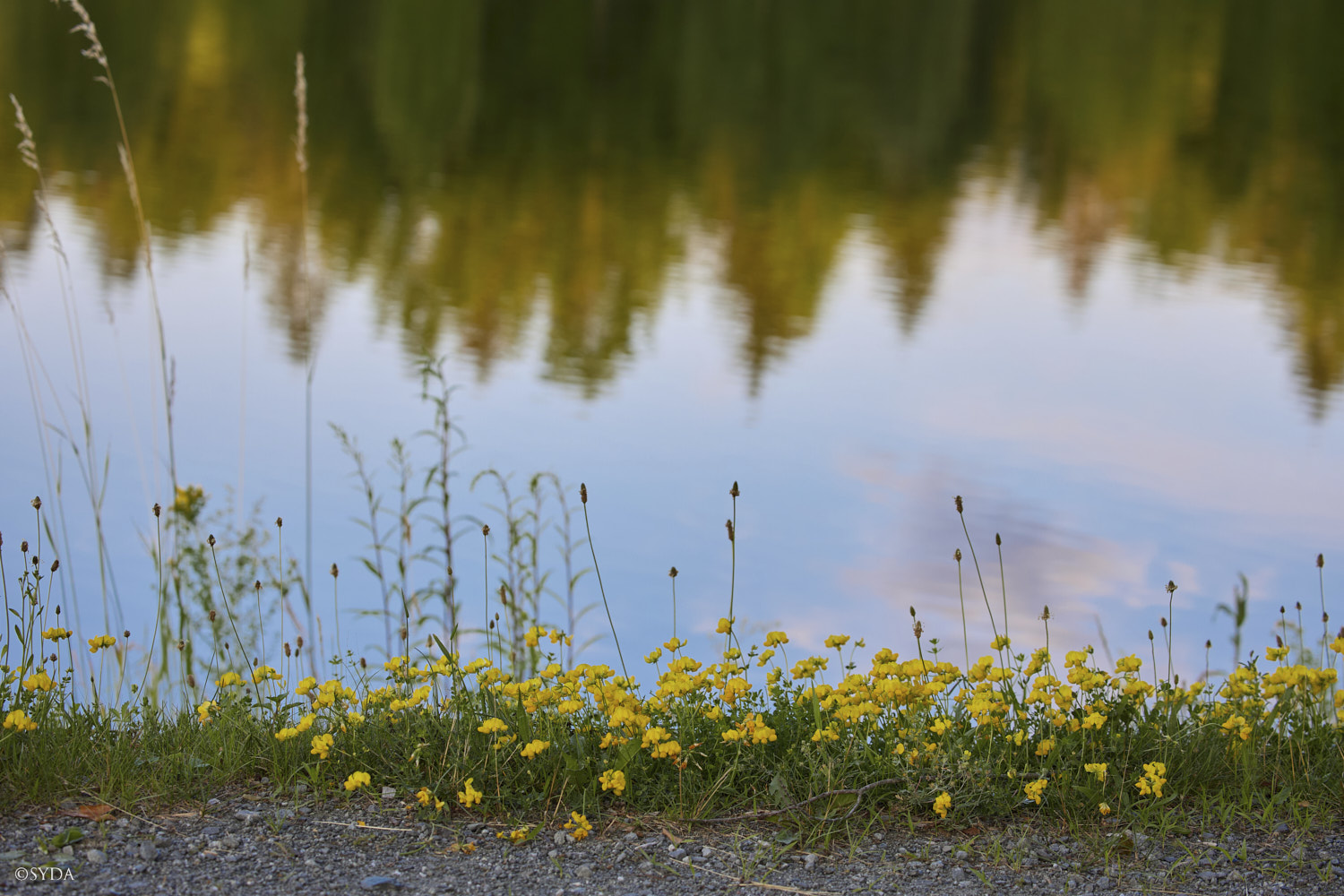 Nature Image