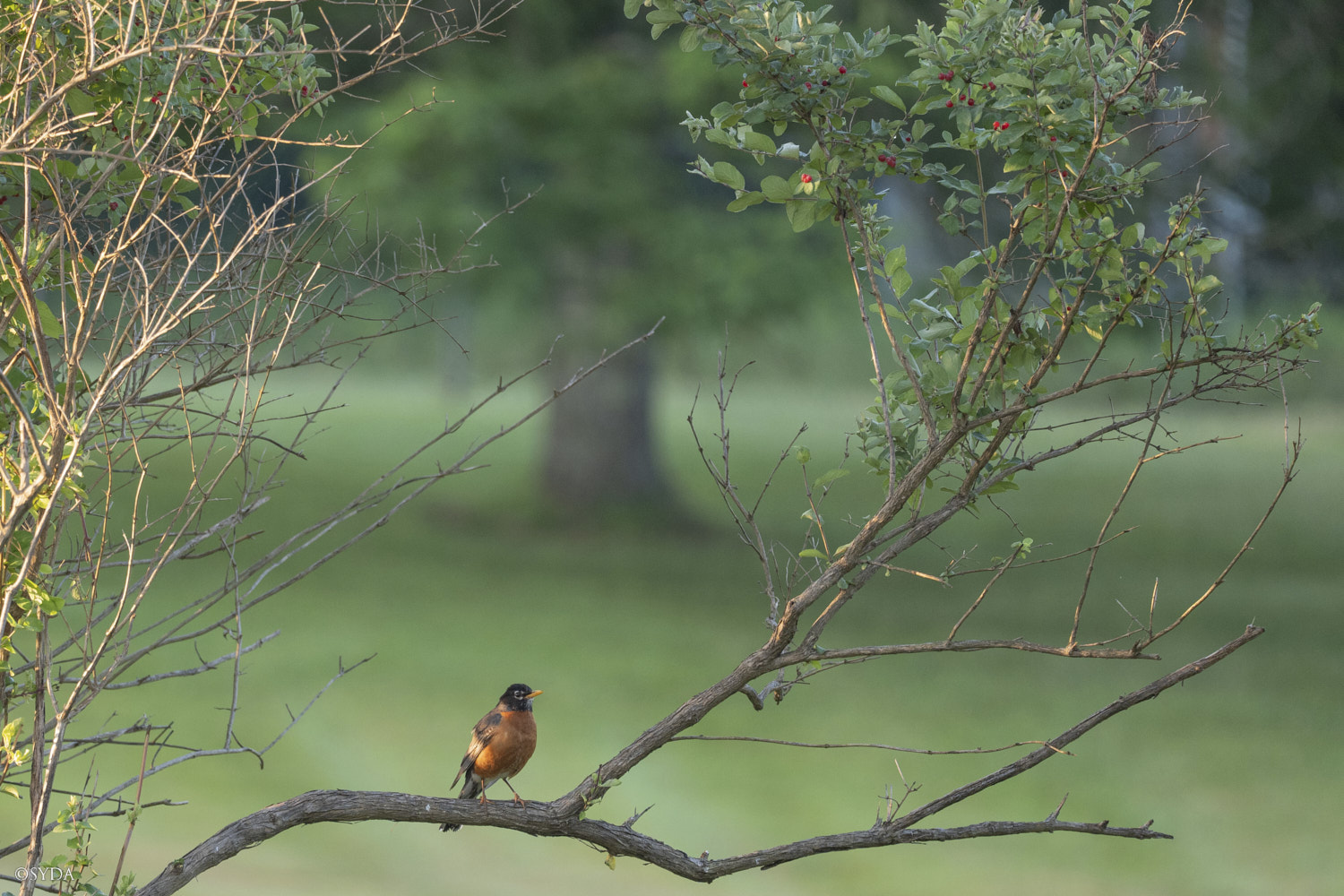 Nature Image