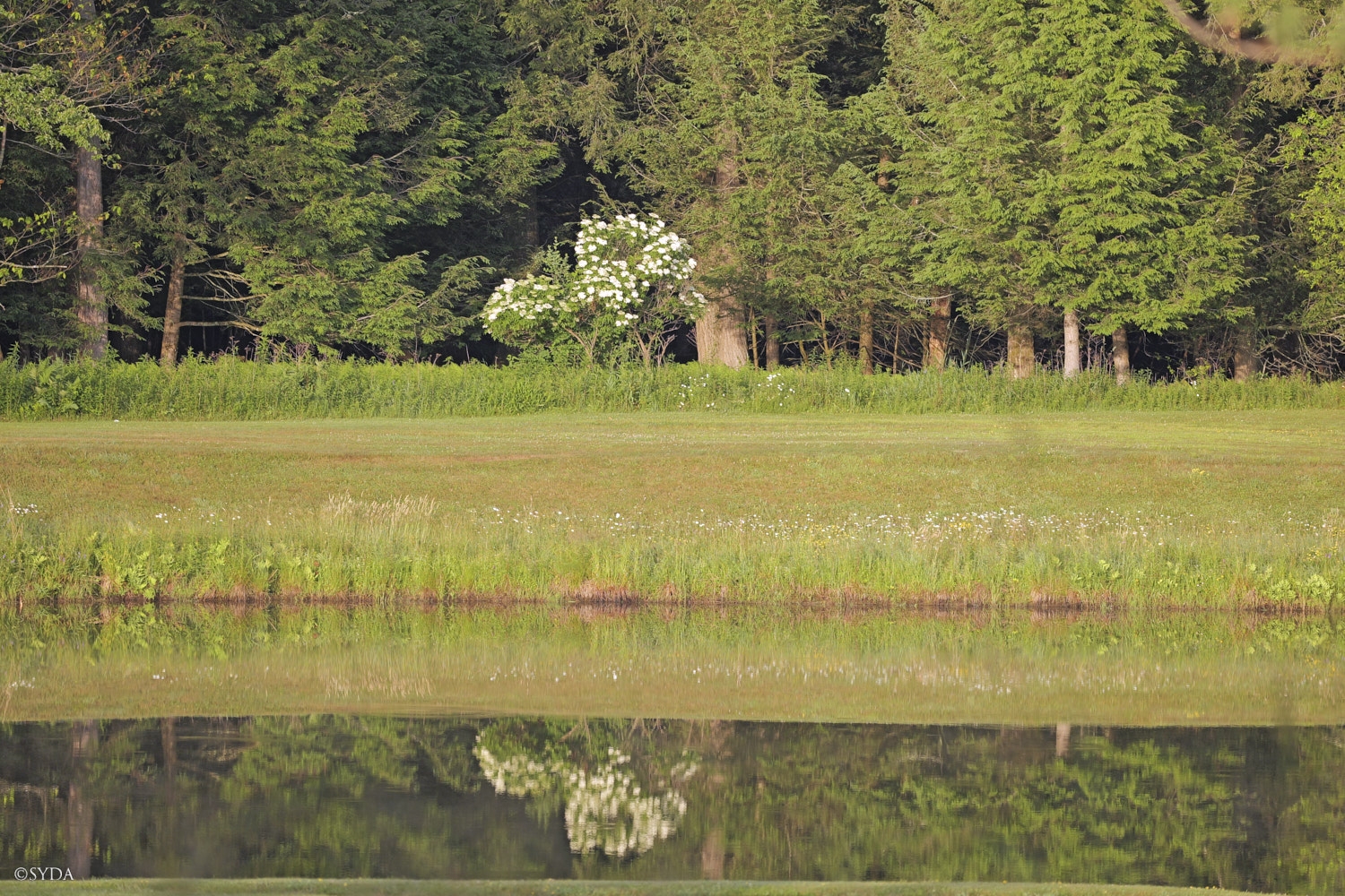 Nature Image