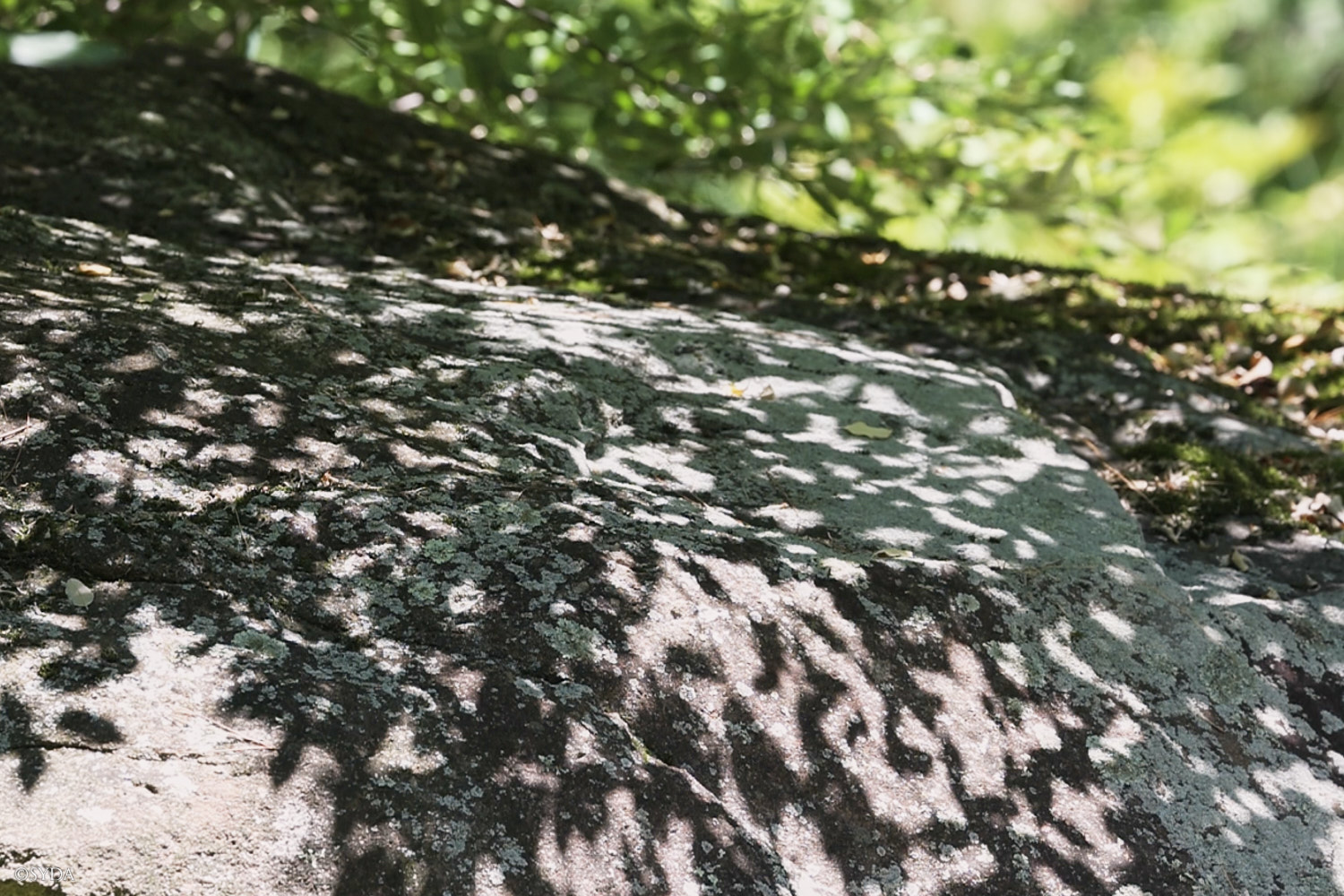 Nature Image