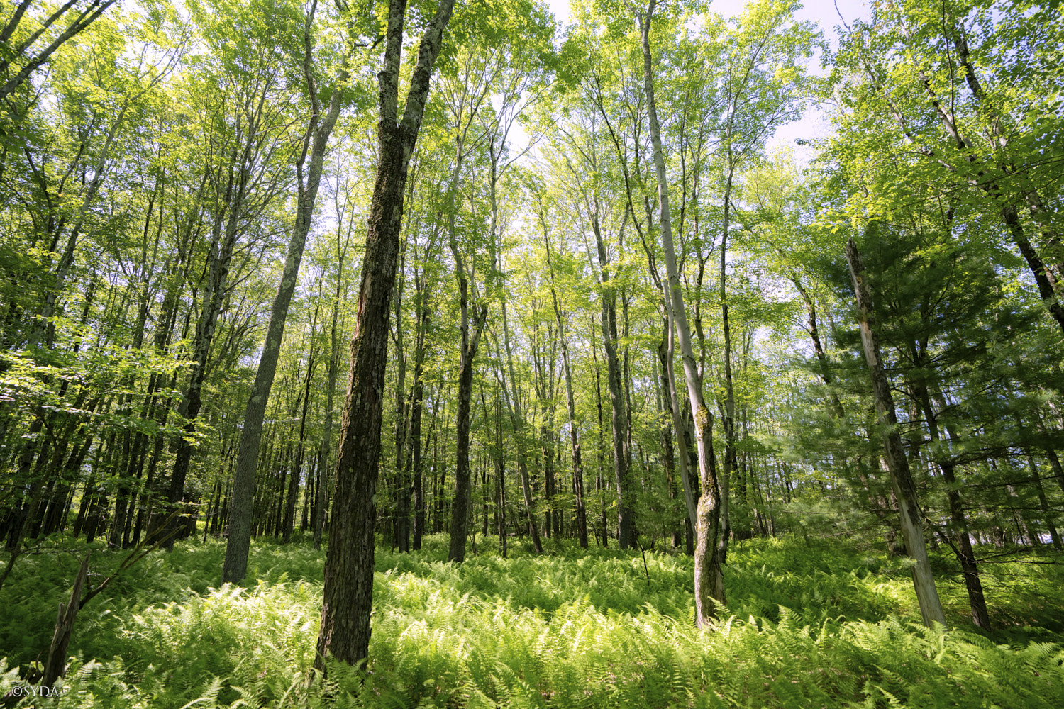 Nature Image