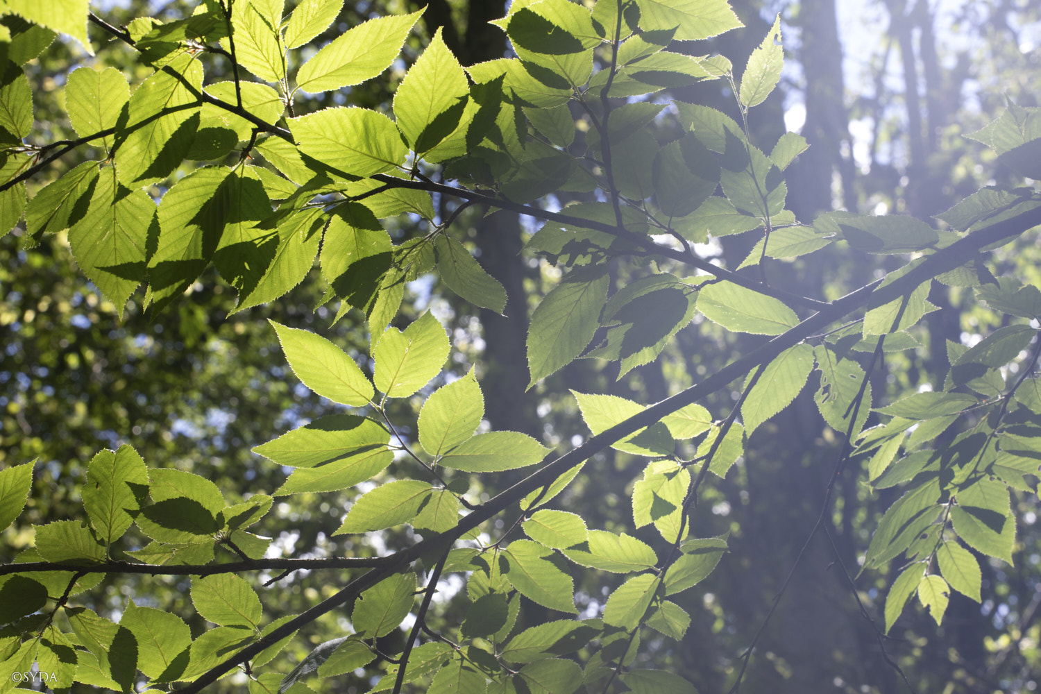 Nature Image