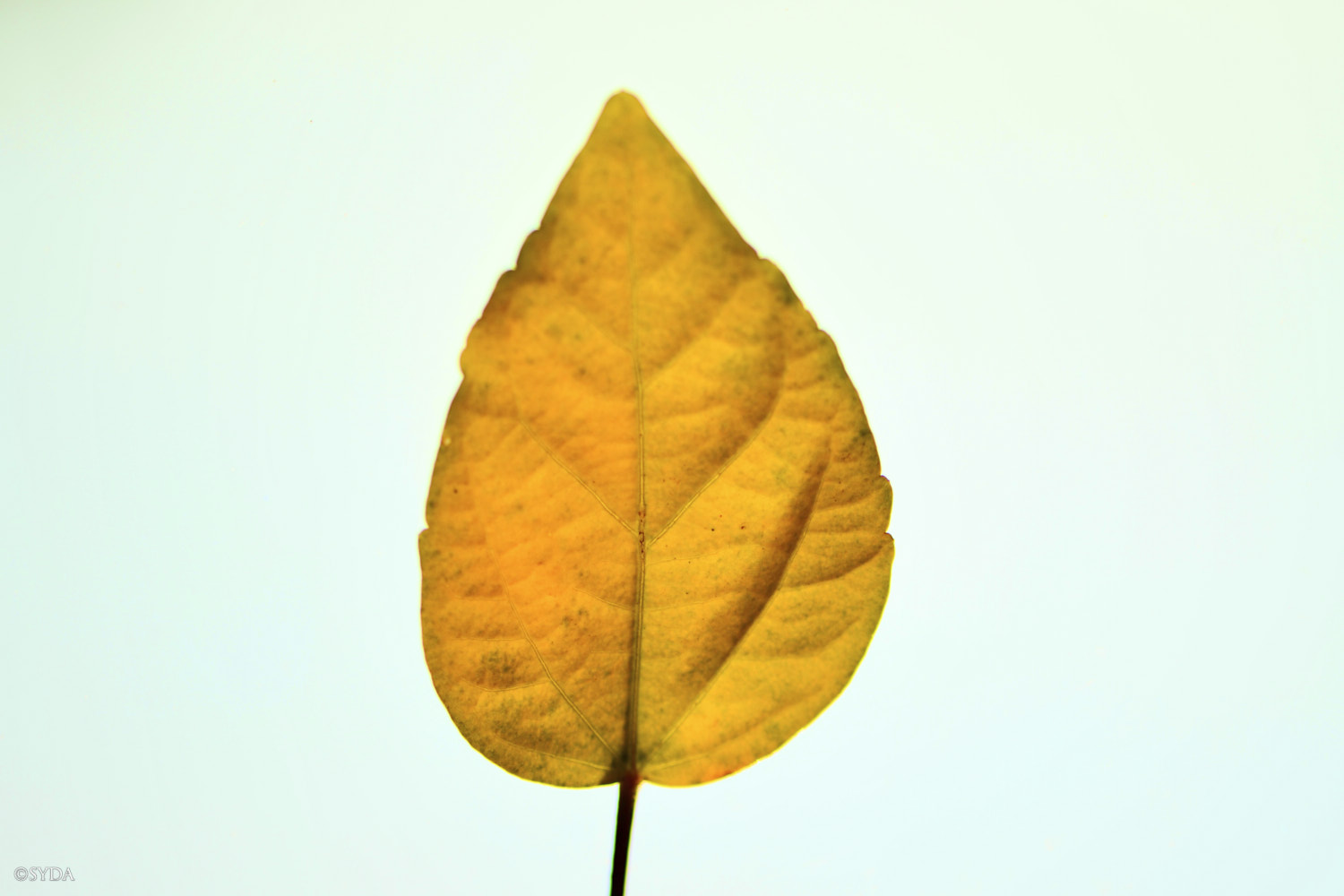 Nature Image