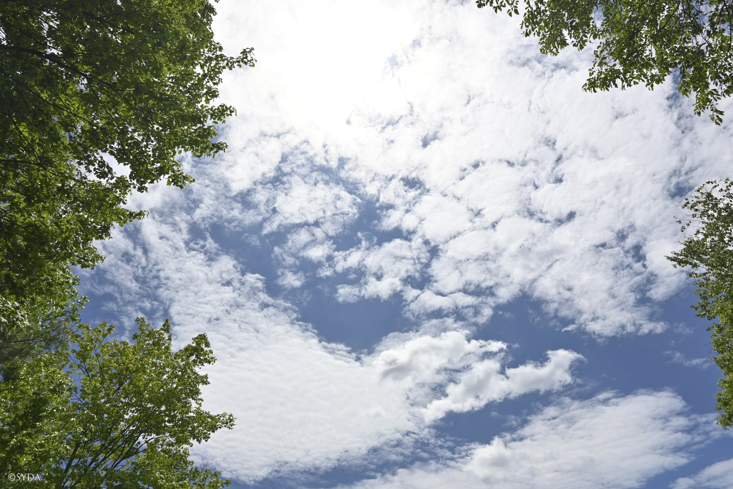 Nature Image