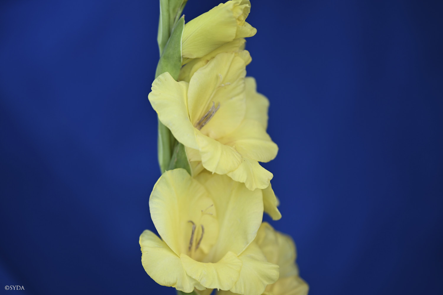 Nature Image