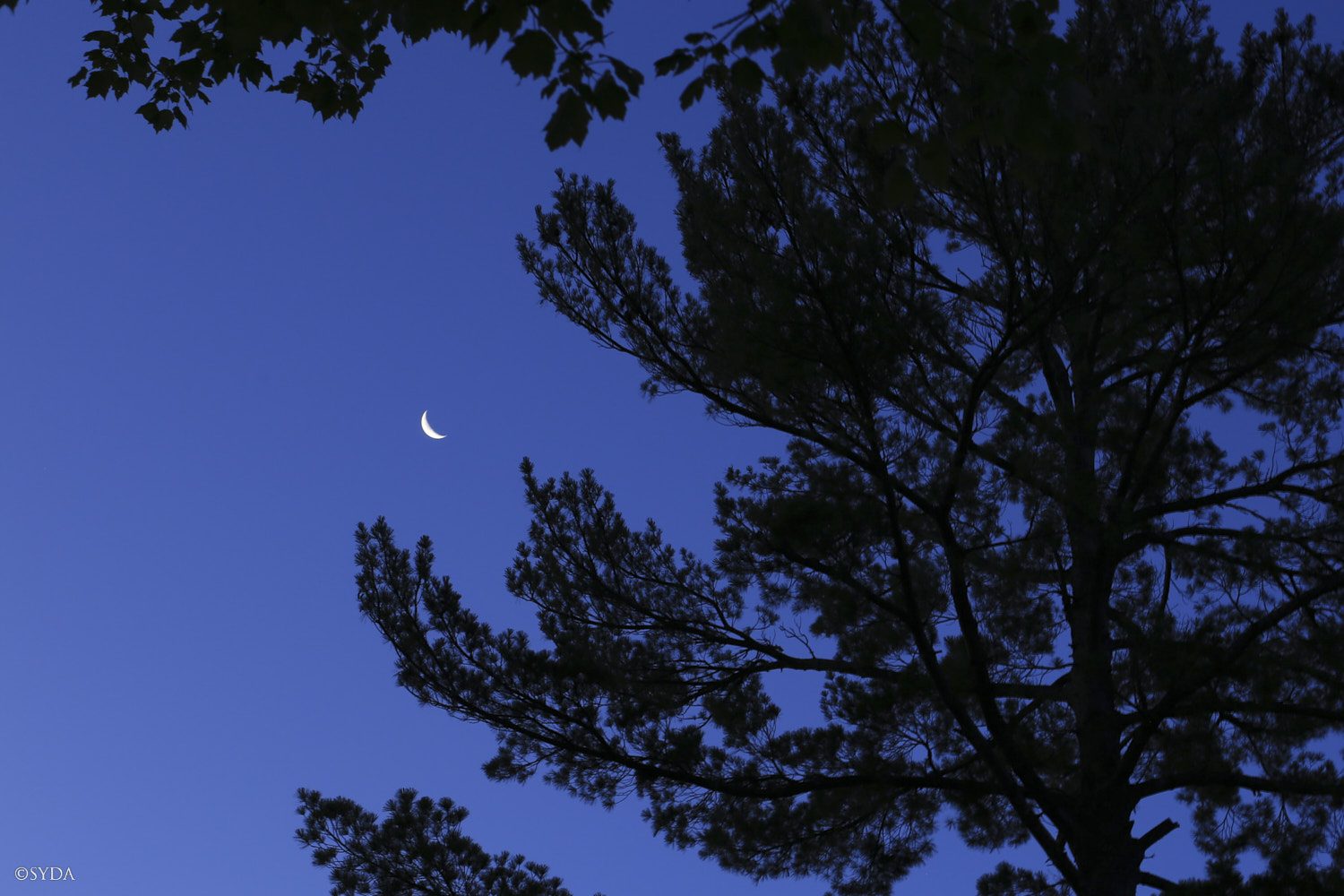 Nature Image