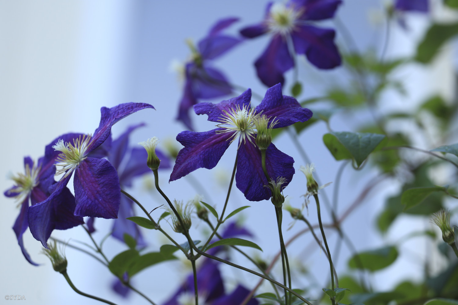 Nature Image