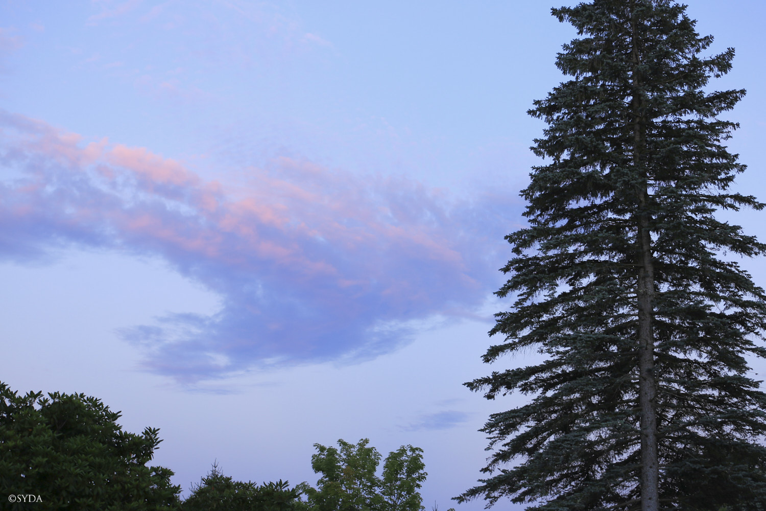 Nature Image