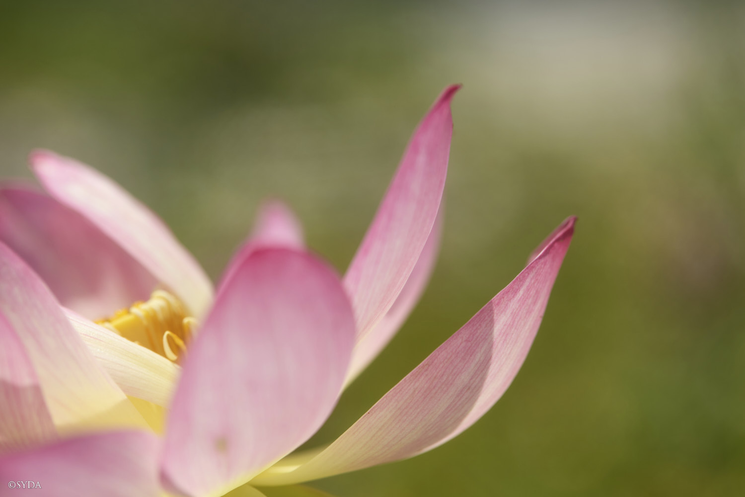 Nature Image