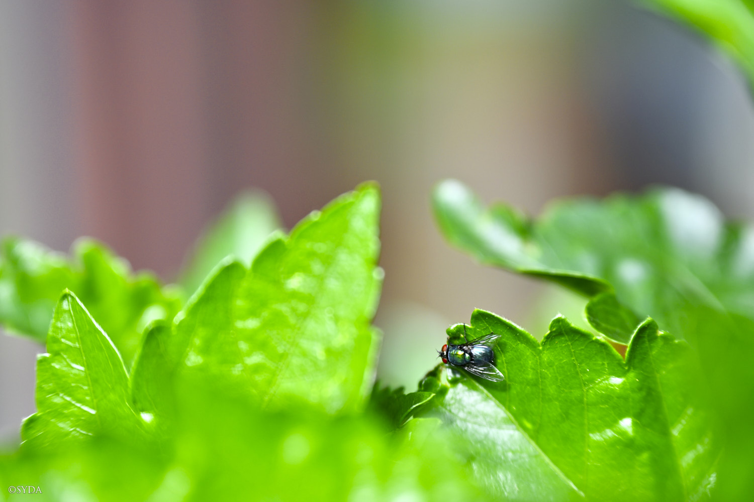 Nature Image