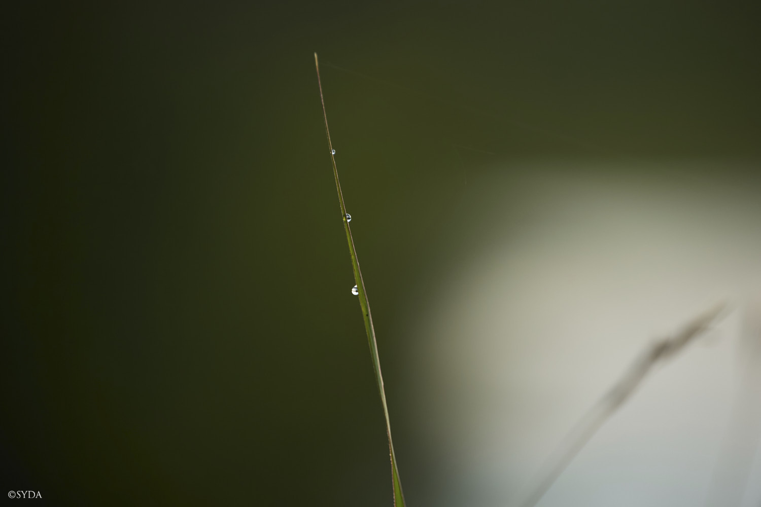 Nature Image