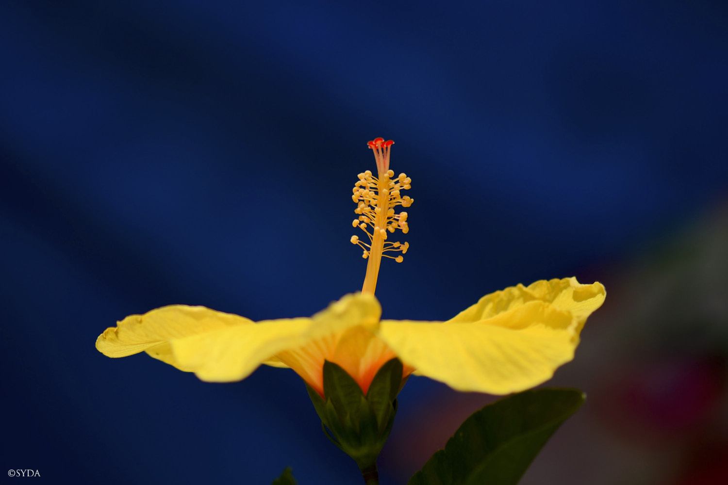 Nature Image
