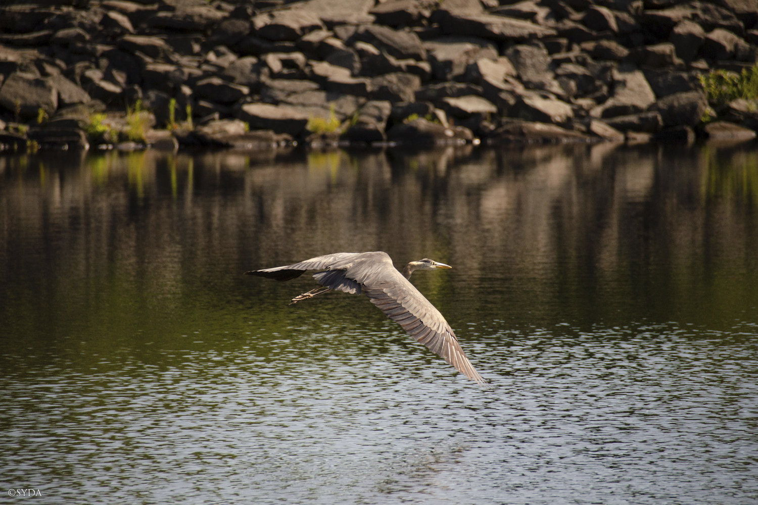 Nature Image