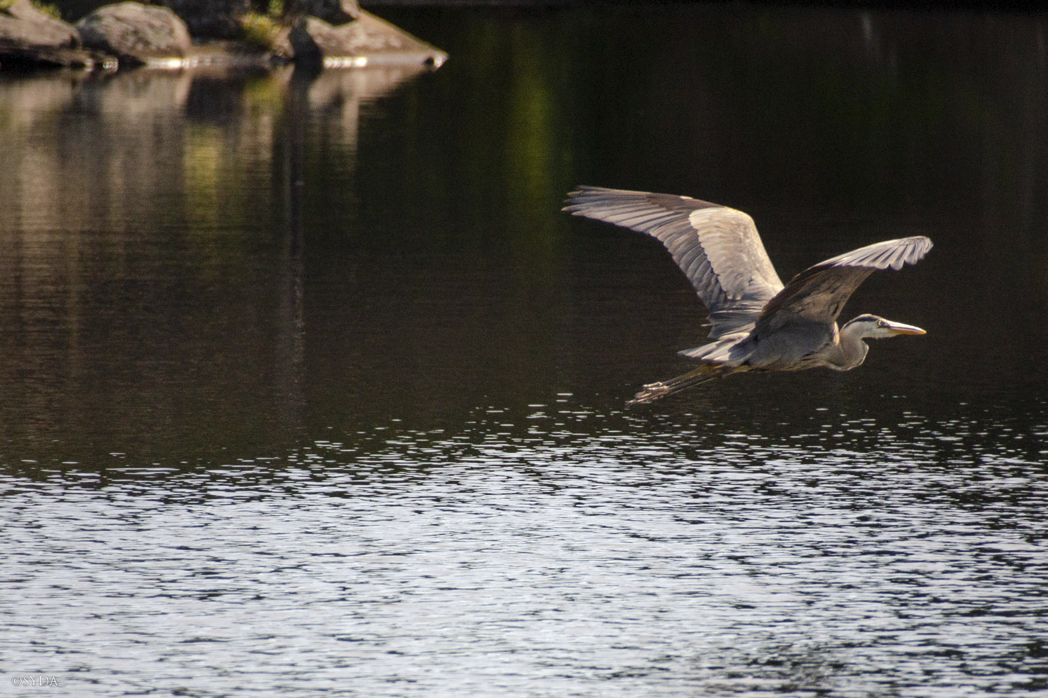 Nature Image