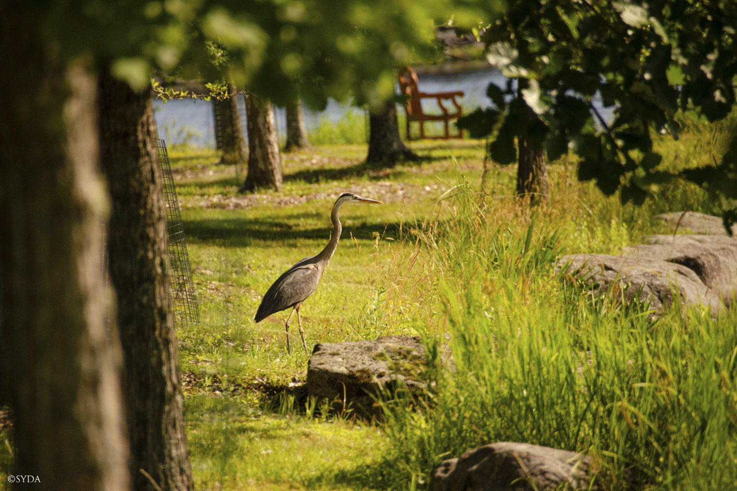 Nature Image