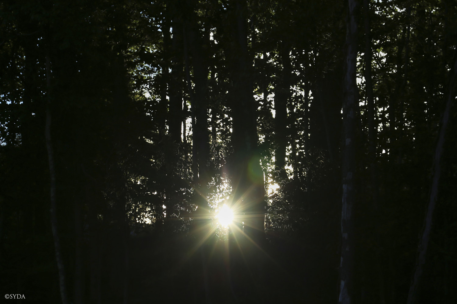 Nature Image