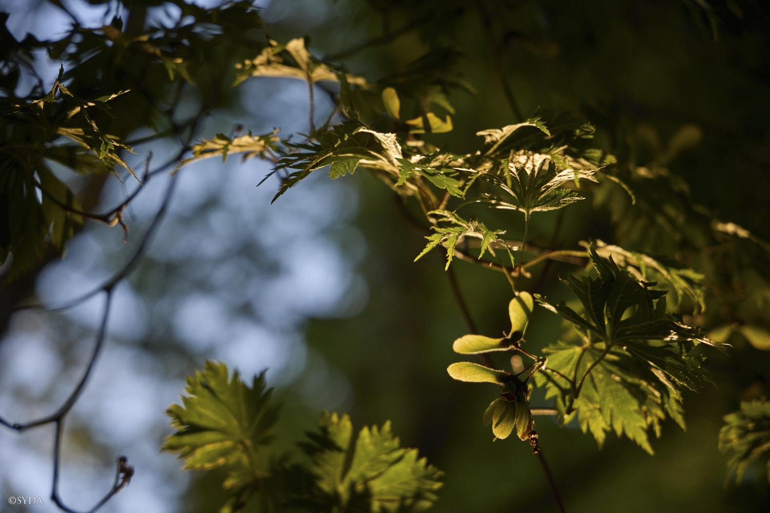 Nature Image