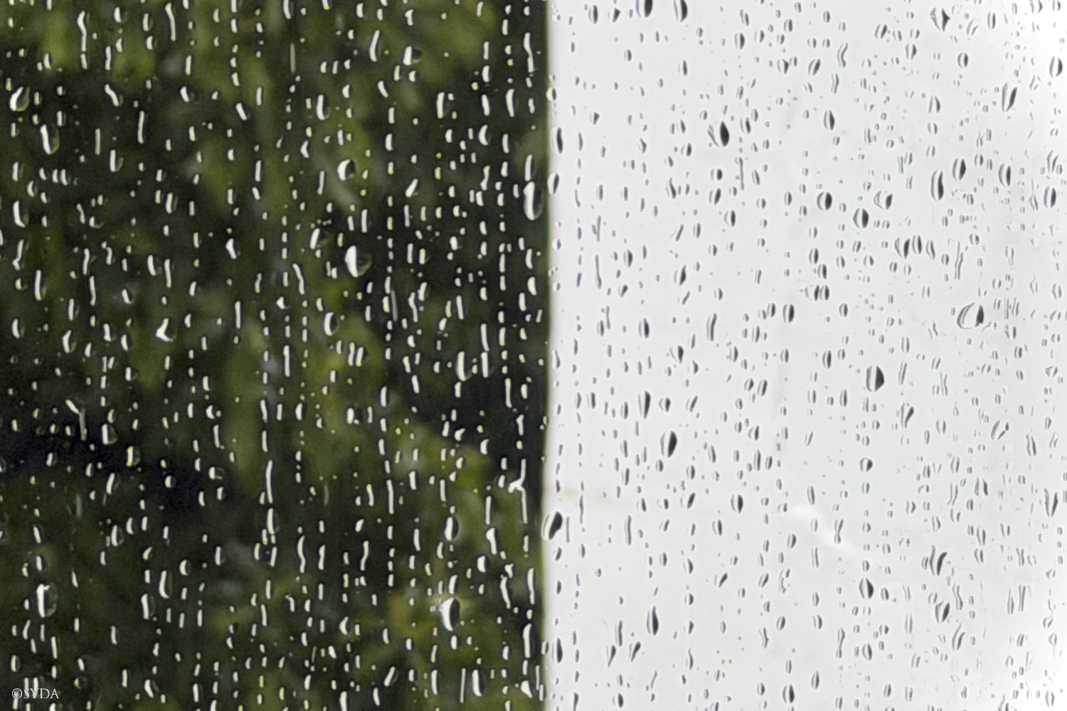 Nature Image